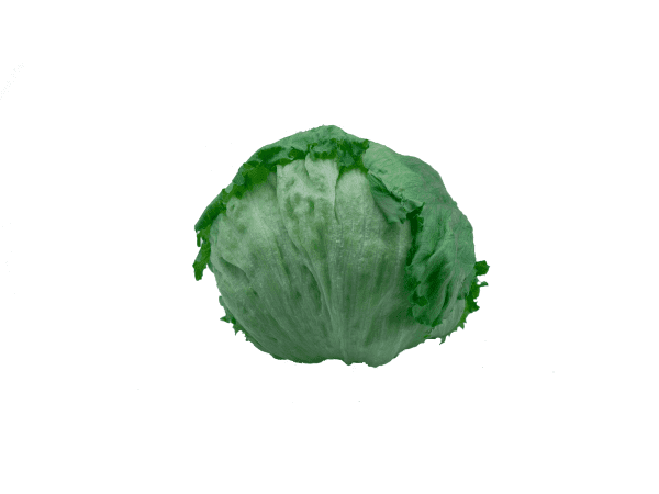 Iceberg Lettuce