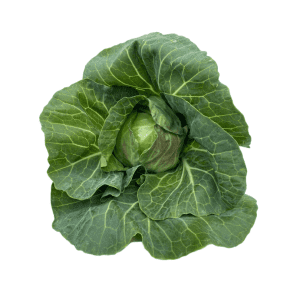 Leafy Green Cabbage