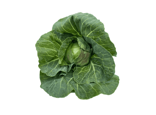 Leafy Green Cabbage
