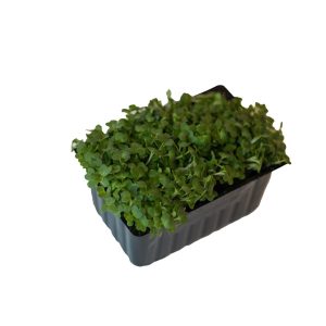 Salad Cress, single punnet