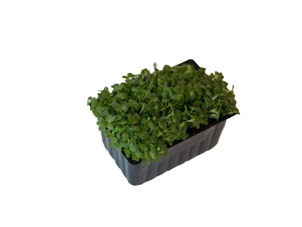 Salad Cress, single punnet
