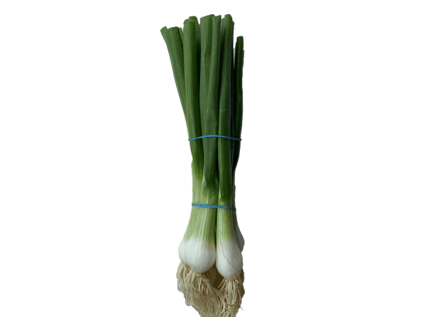 Spring Onion, Bunched.